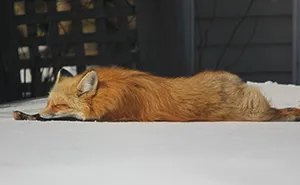Meet Zorro The Fox Who Visits Me Every Day For The Last 3 Winters
