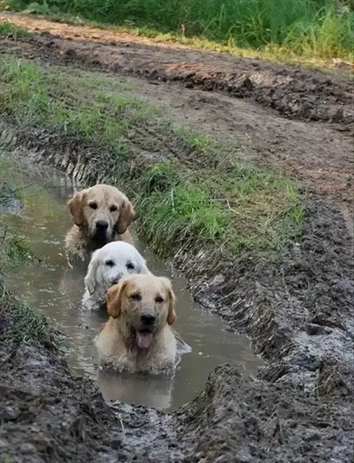 Dogs In Mud