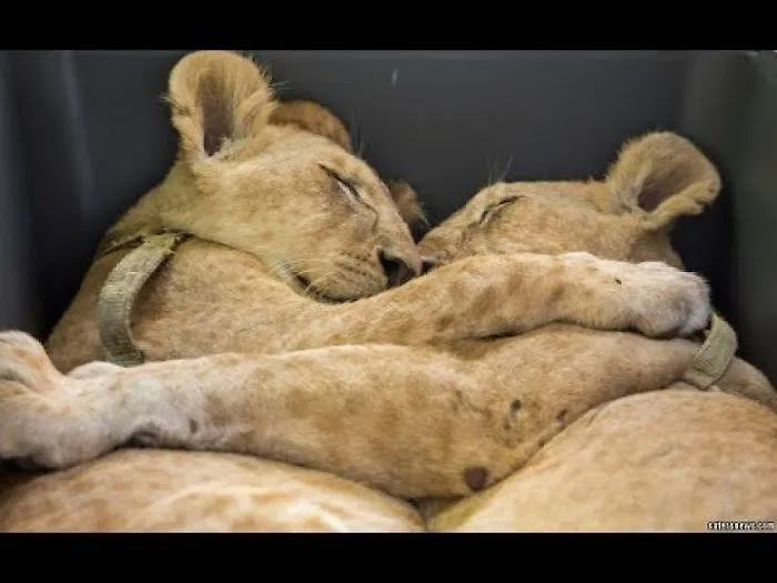 Two Inseparable Lion Cubs Caught Cuddling After Refugee Camp Rescue