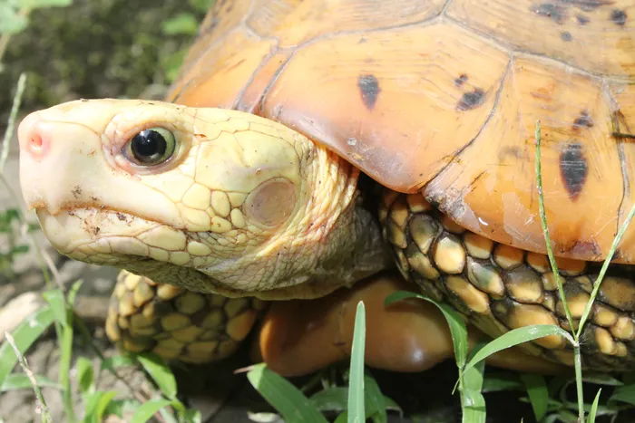 Yellow Tortoise