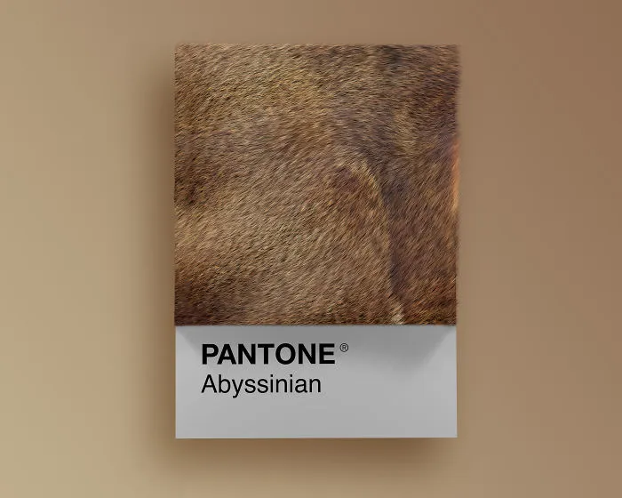 Abyssinian