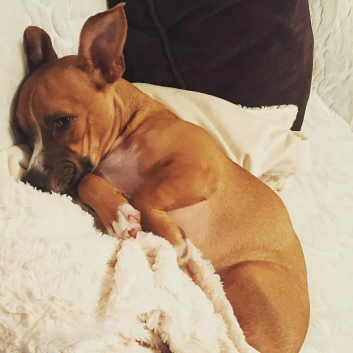 Corgi + Boxer
