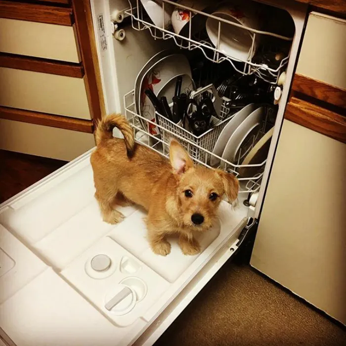 Corgi + Miniature Schnauzer