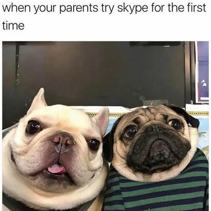 Dog Memes