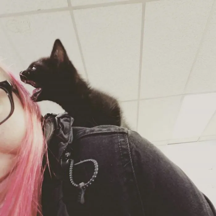 30 Angry Kittens Who Demand To Be Taken Seriously Right Meow
