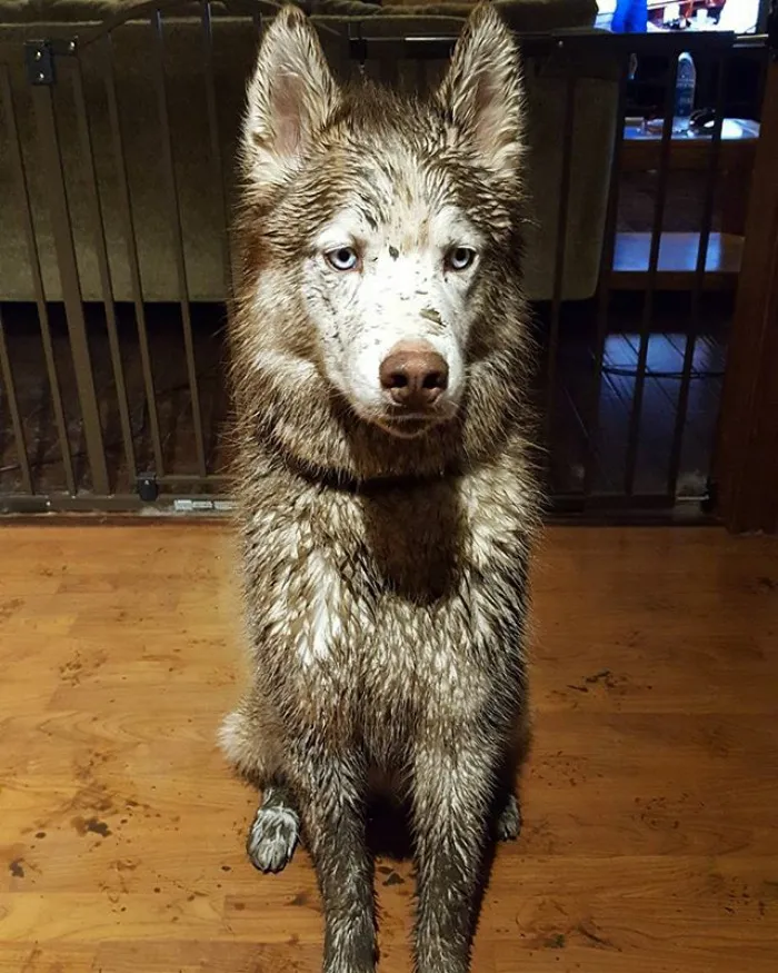 Un husky es muy divertido, me decían