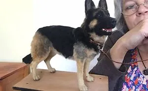 I Made This German Shepherd In 78 Hours From Wool!