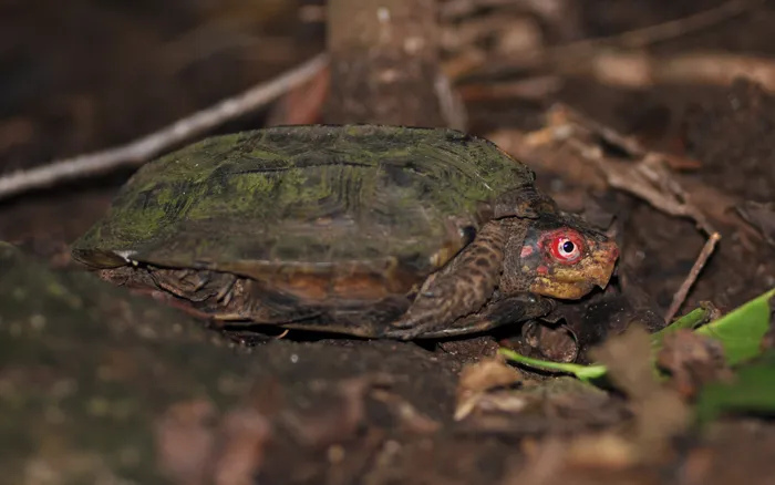 Cane Turtle