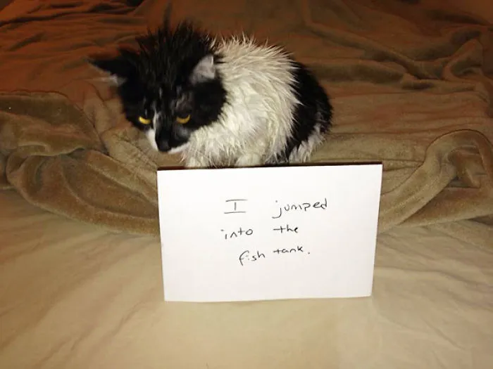 Poor Little Friend