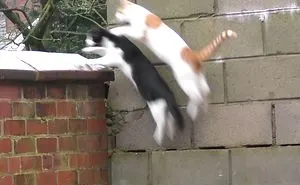Cats Jump At Same Time, Land Directly On Top Of Each Other