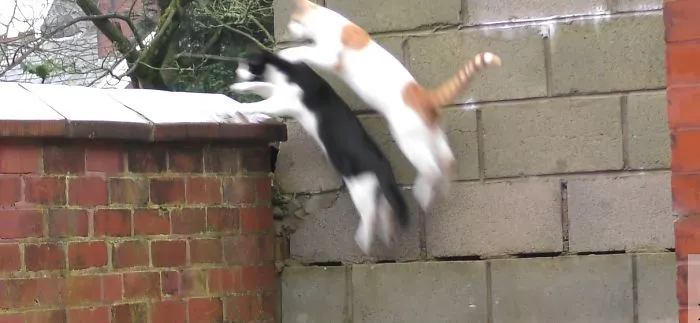 Cats Jump At Same Time, Land Directly On Top Of Each Other
