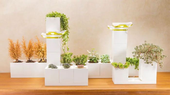 All Plant Killers Rejoice, Smart Leafy Desk Friend Looking For New Home