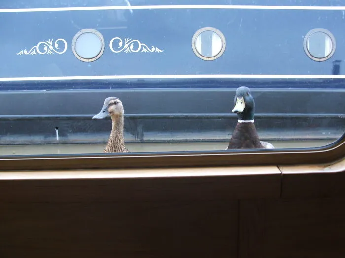 Trying To Read A Book On The Canal Boat And I Had A Feeling I Was Being Watched...