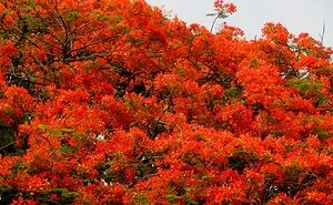 I Thought Of Getting Friendly With The Most Colourful Tree Blossom In India - Gulmohar