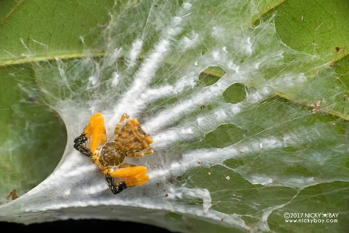 Using Silk To Simulate Poop Splatter
