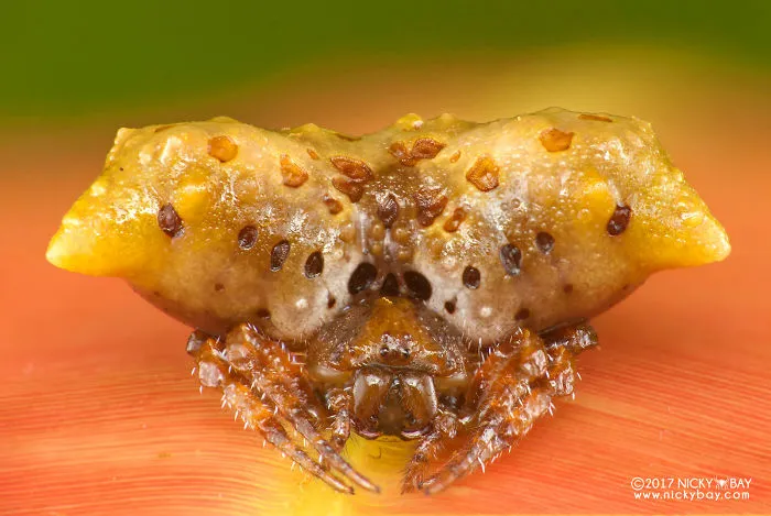 Golden Poop Spider