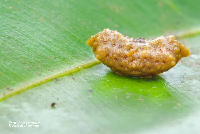 Rear View Of The Golden Poop Spider