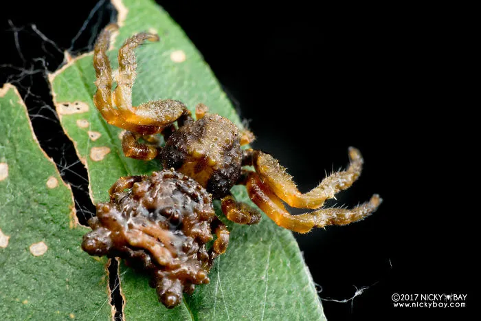 Dung Crab Spider