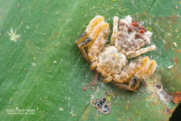 Splatter Poop Dung Spider