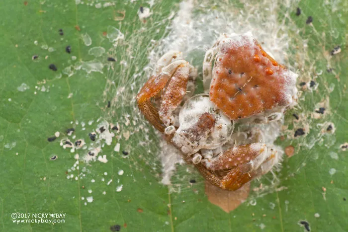 Splatter Poop Dung Spider