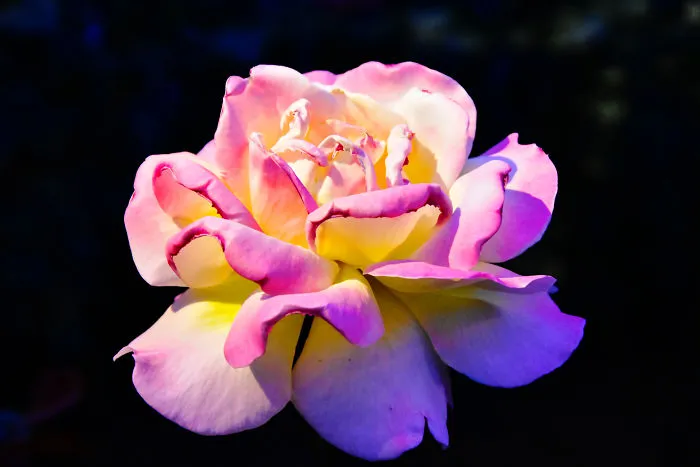Japanese Roses