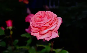 Japanese Roses