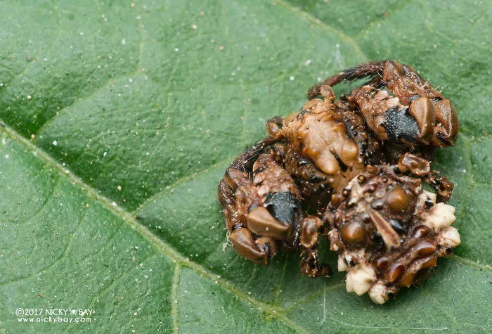 Peanut Dung Crab Spider