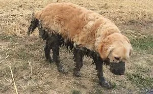 249 Reasons You Should Never Let Your Dog Play In The Mud