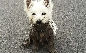 249 Reasons You Should Never Let Your Dog Play In The Mud