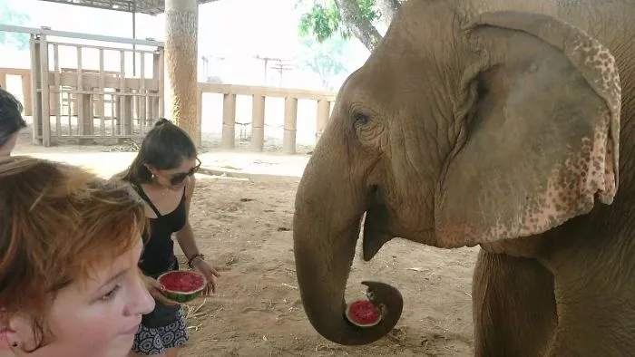 Elephant Nature Park Thailand Elephant Sanctuary