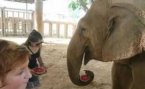 Elephant Nature Park Thailand Elephant Sanctuary
