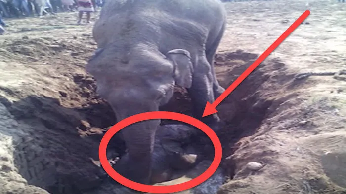 Mother Spends 11 Hours Rescuing Baby Elephant Stuck In Well… Omg