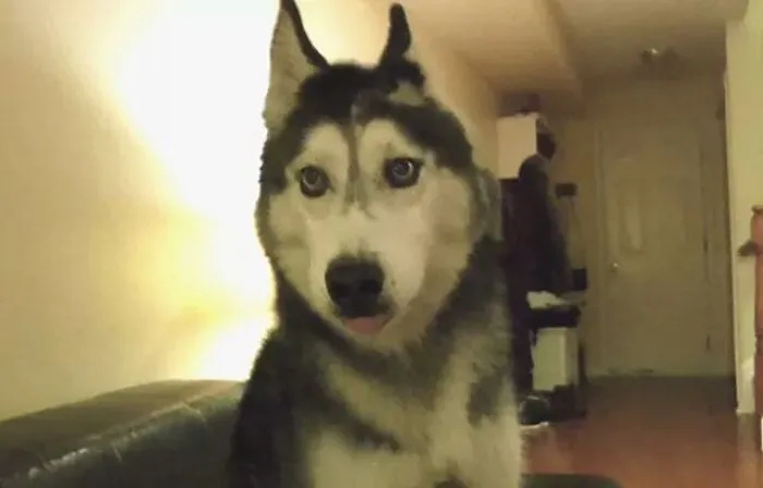Mishka: Loyal Companion, And Loved By Thousands