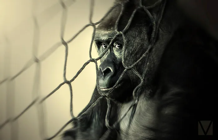 That Moment When You're Trying To Hide From The Annoying Woman With Camera, And Realise The Net's Got Holes In It...
