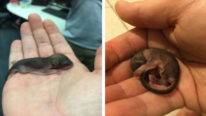 He Found A Baby Bizarre Creature Dying In The Sun. What He Did Next Defied All Odds!