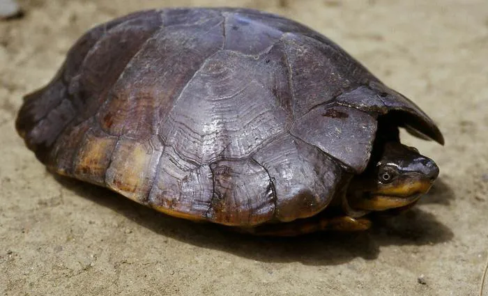 Philippine Forest Turtle