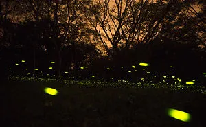 Dance Of The Fireflies - Long Exposure Photography Of The Biggest Swarm Of Fireflies I've Ever Seen