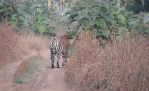 I Visited The Tadoba Tiger Reserve Santuary