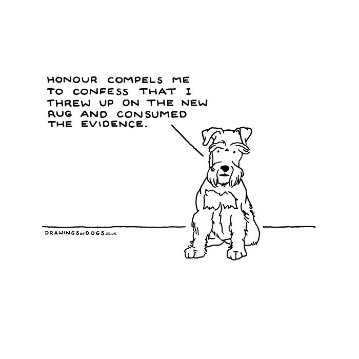 After My Anxiety Forced Me To Drop Out Of A Philosophy PhD I Started Drawing Dog Comics