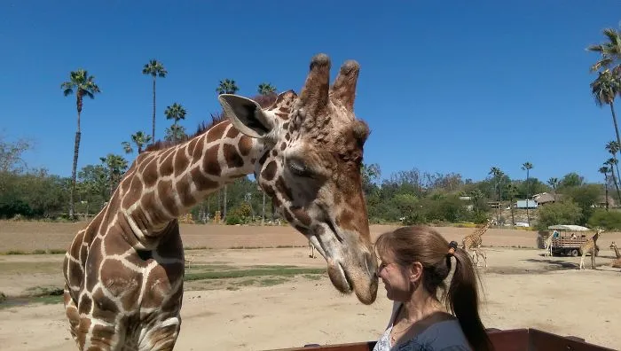 The Only Way To Shoot A Giraffe!