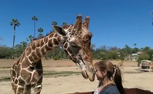 The Only Way To Shoot A Giraffe!