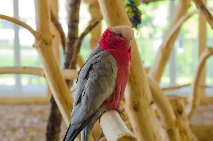 I Visited Parrots In Gdansk