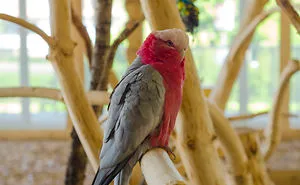 I Visited Parrots In Gdansk