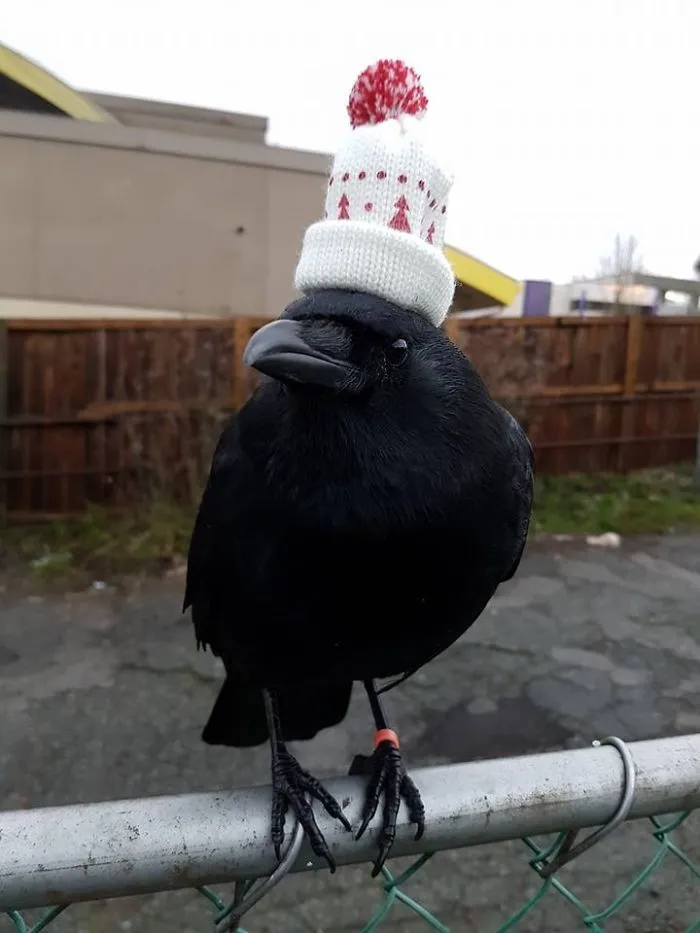 Ahora tiene un gorrito