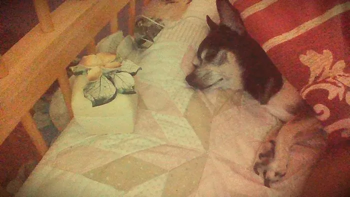 I Do Photography Now I Have Two Pictures That I Took Really Good Of My Dog :)