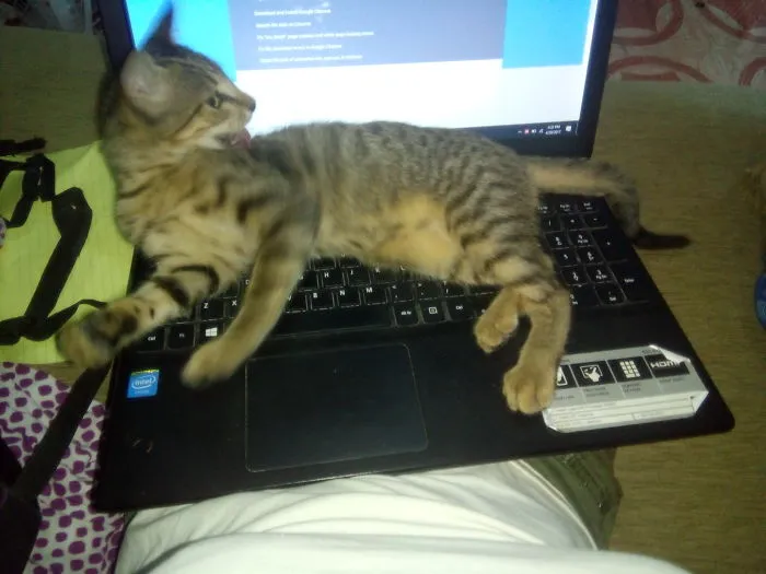 Cat You!