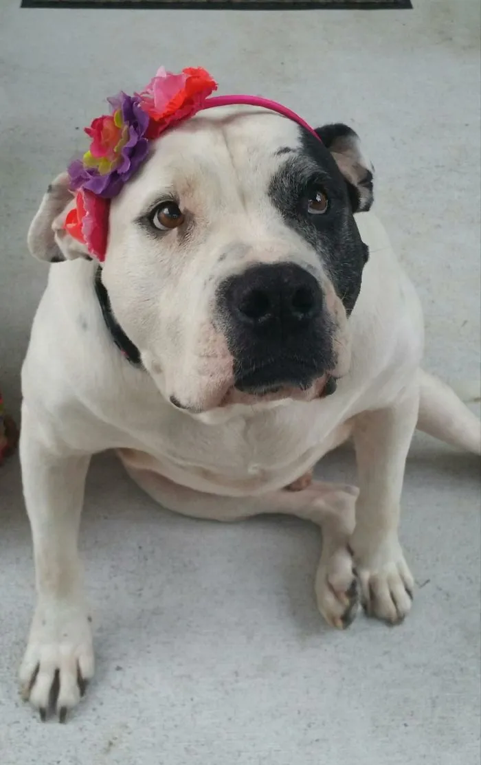 My Friends Granddaughter Likes To Make My Dog "look Pretty"!