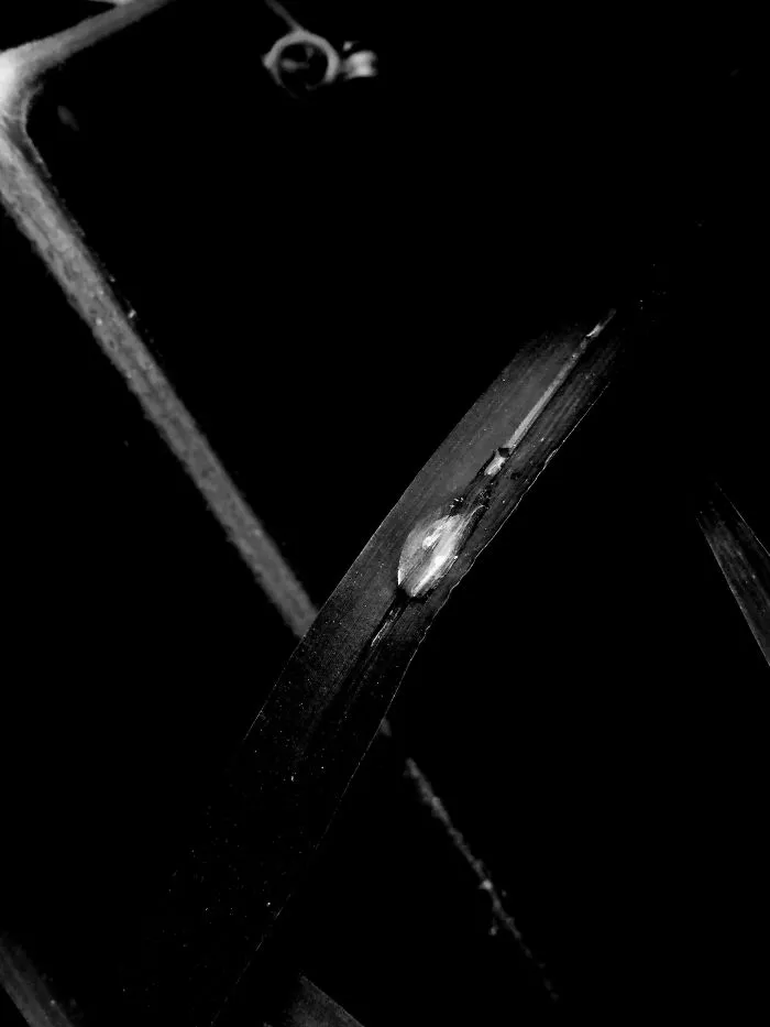 Black&white Photos Taken By A Smartphone.