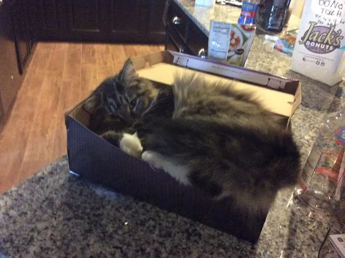 Kobayashi In A Shoe Box!