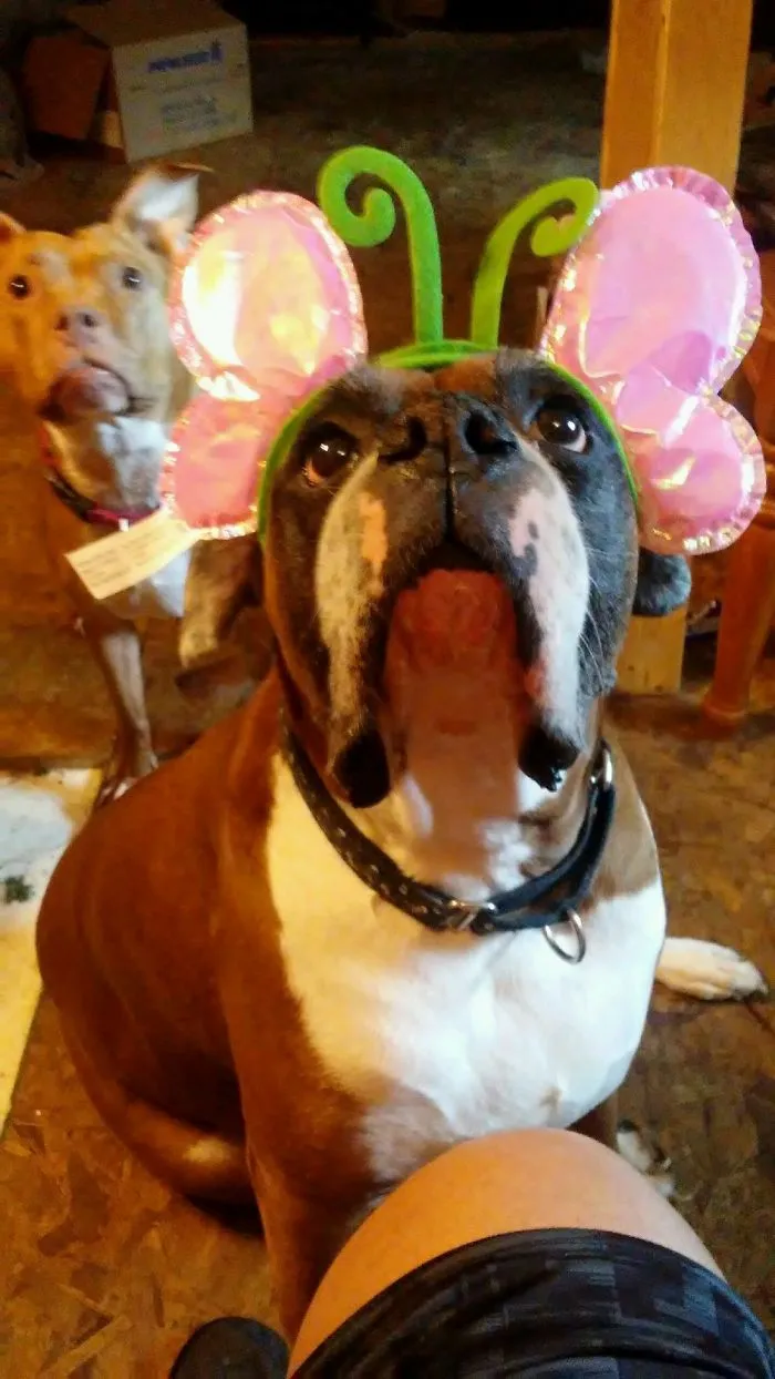 Walked In To My Wife Emasculating Our 120 Lb Boxer!